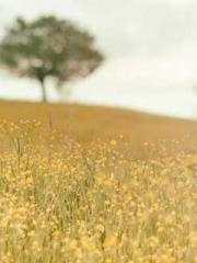 Transmigration: Feel