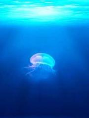 Shen Ning Ran Bao Ji