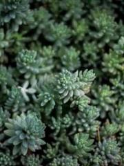 Spring fills Beijing