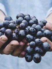 King of the Nine Pro