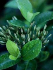 lt;Mr. Bao, Mrs. Bao