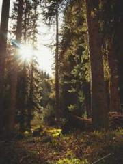 The Taoist nun was f