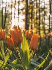 lt;Lu Shao, the fox lt;Lu Shao, the fox